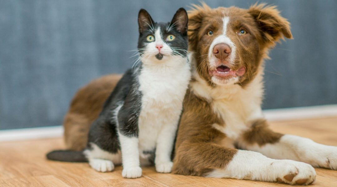 Preparing Your Pet for Emergencies: Recognizing National Pet Preparedness Month