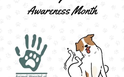 August Is Itchy Pet Awareness Month!