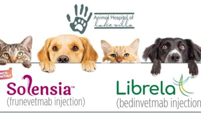 Innovative Treatments for Osteoarthritis in Pets: Solensia and Librela Now Available at Animal Hospital of Lake Villa