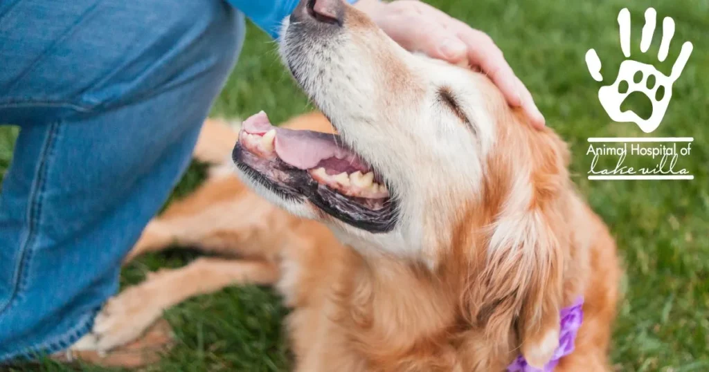 Senior Pet Health Month