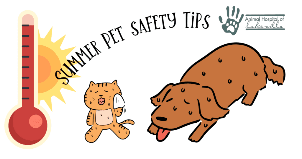 Summer Pet Safety