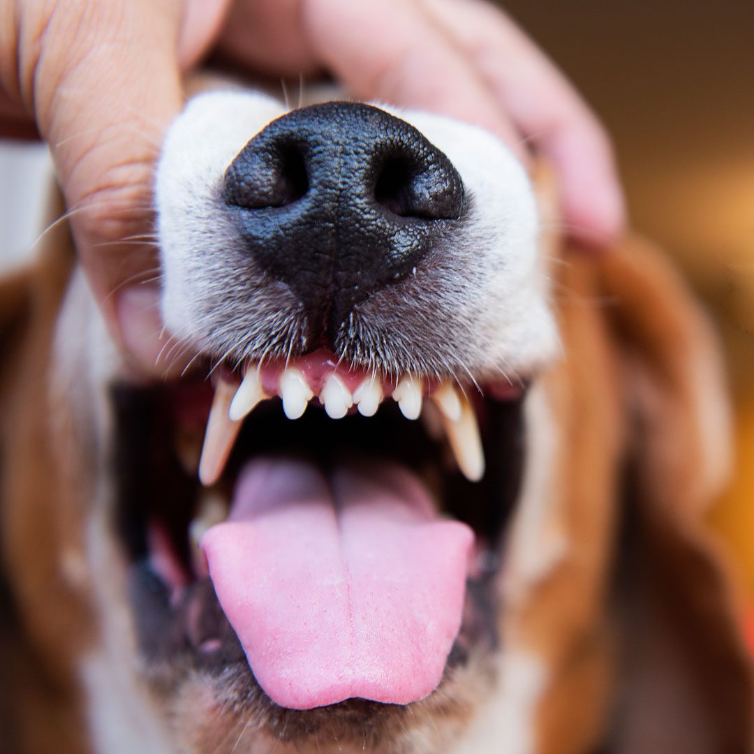Close Up Of Dogs Teeth