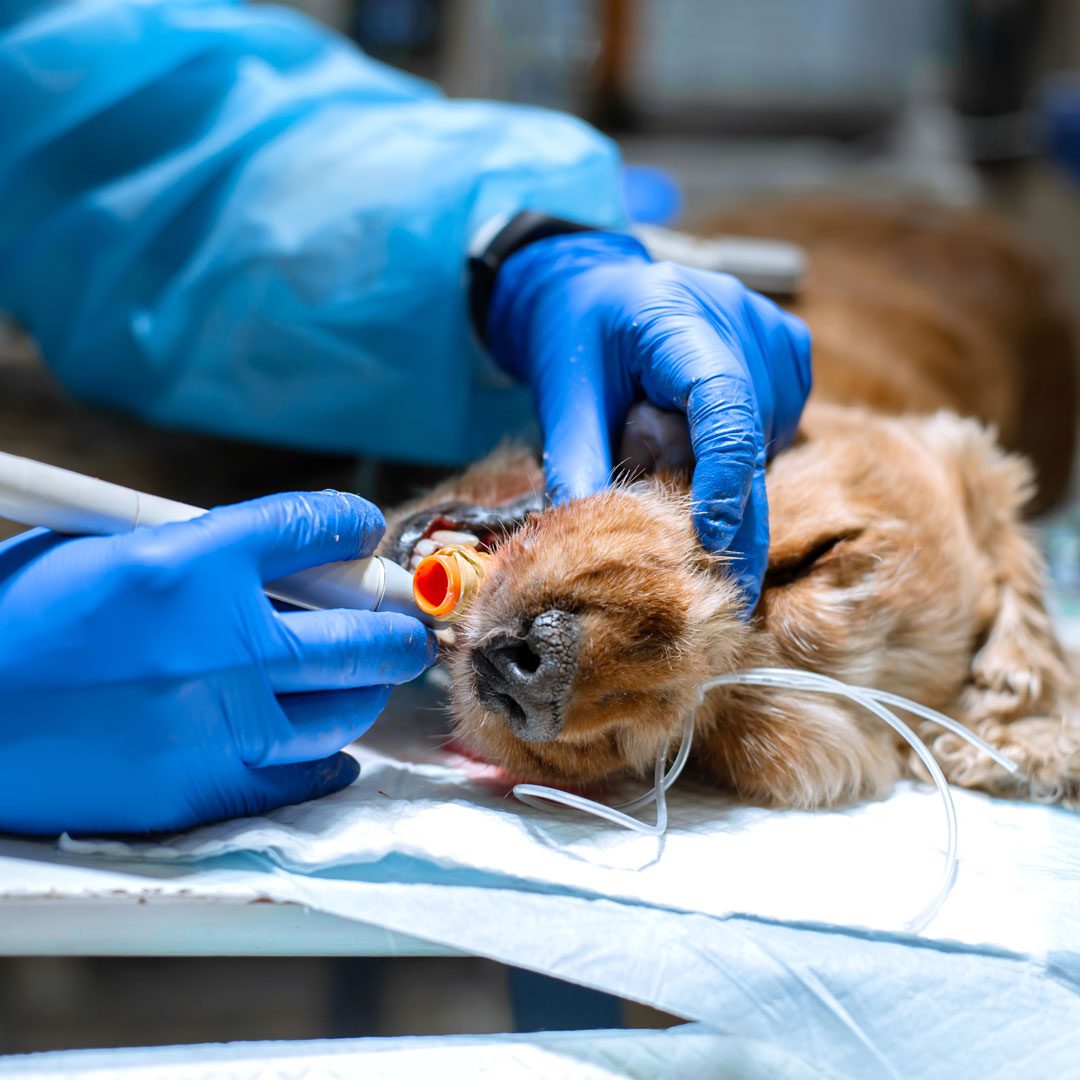 Veterinarian Treating Dogs Teeth While Under Anesthesia