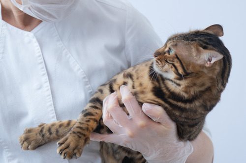 vet-holding-fearful-cat