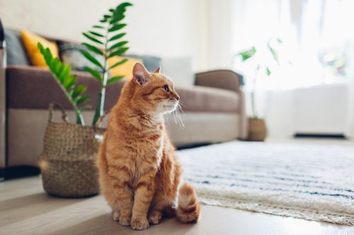 cat-sitting-in-living-room