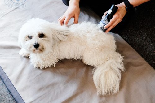 vet-performing-laser-therapy-treatment-on-bischon-dog