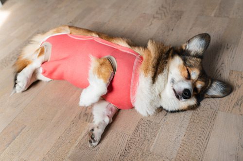Welsh-corgi-pembroke-dog-wearing-a-protective-cloth-after-spay-surgery