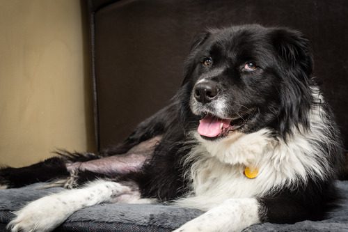 happy-dog-resting-at-home-with-shaved-leg-after-ACL-surgery