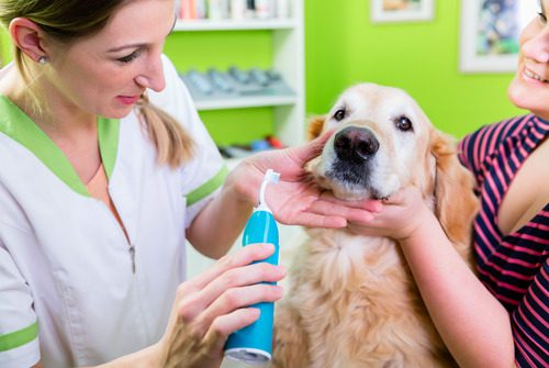 female-vet-showing-female-dog-owner-how-to-brush-golden-retriever-dog's-teeth-at-clinic