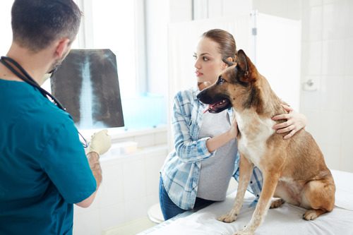 female-pet-owner-and-her-dog-looking-at-x-ray-for-dog-in-the-hands-of-the-vet-at-the-clinic