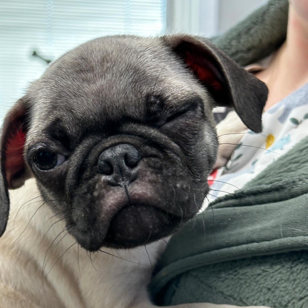 small pug winking while being held against someone's chest