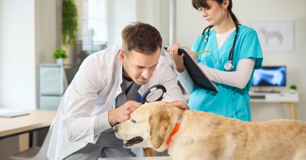 male vet using a magnifying glass to examine dog's skin while female tech takes notes behind him to try to answer "Can dogs get eczema?"