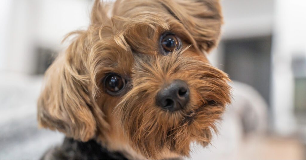 close up of small dog tilting its head at the camera