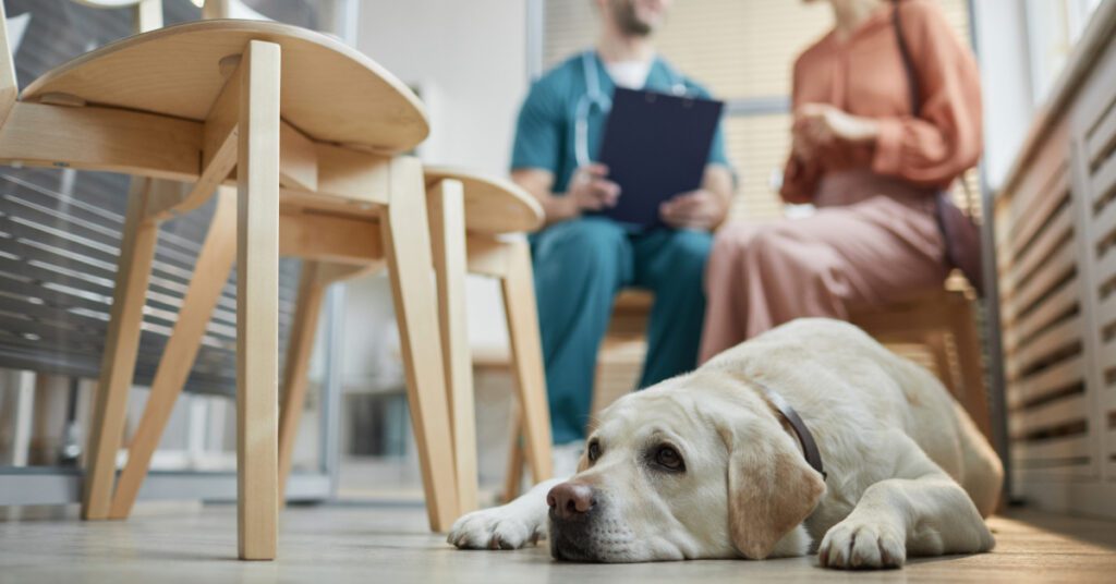 yellow labrador dog laying on the floor while female dog owner talks with male vet at clinic