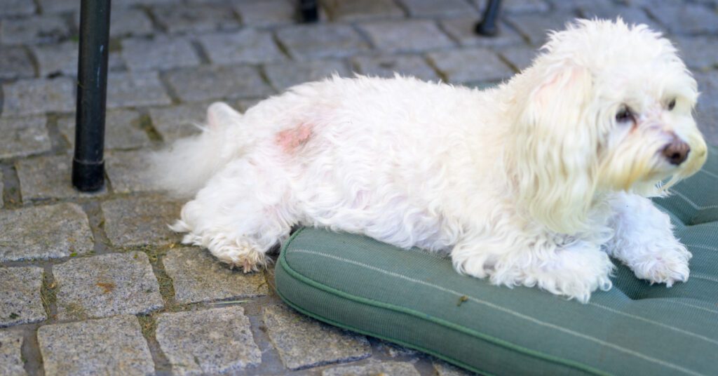 small white dog laying on a cushion with a hot spot near its tail