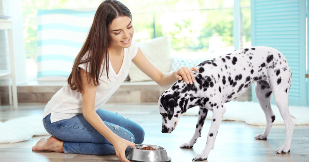 female owner feeding Dalmatian dog kidney diet for dogs