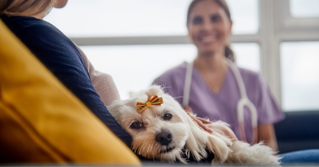 female owner holding small dog on her lap while talking with female vet at clinic