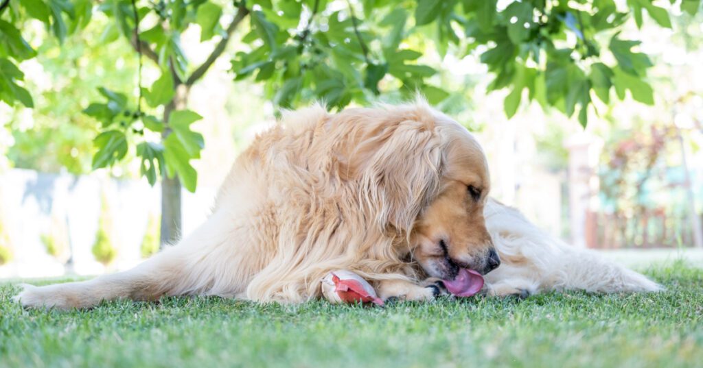 golden retriever dog laying outside in the grass while licking his paws