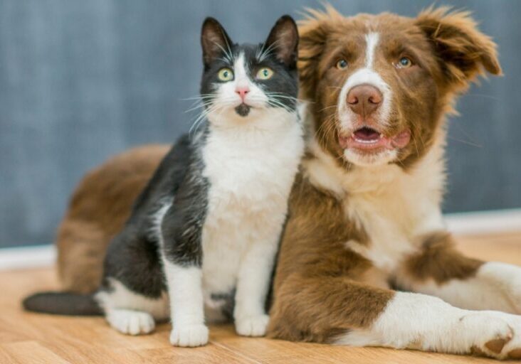 Dogcatheader