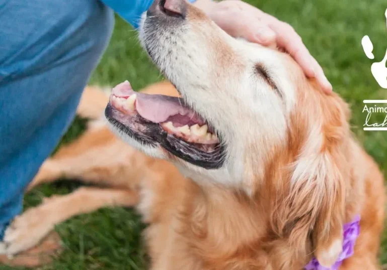 Senior Pet Health Month