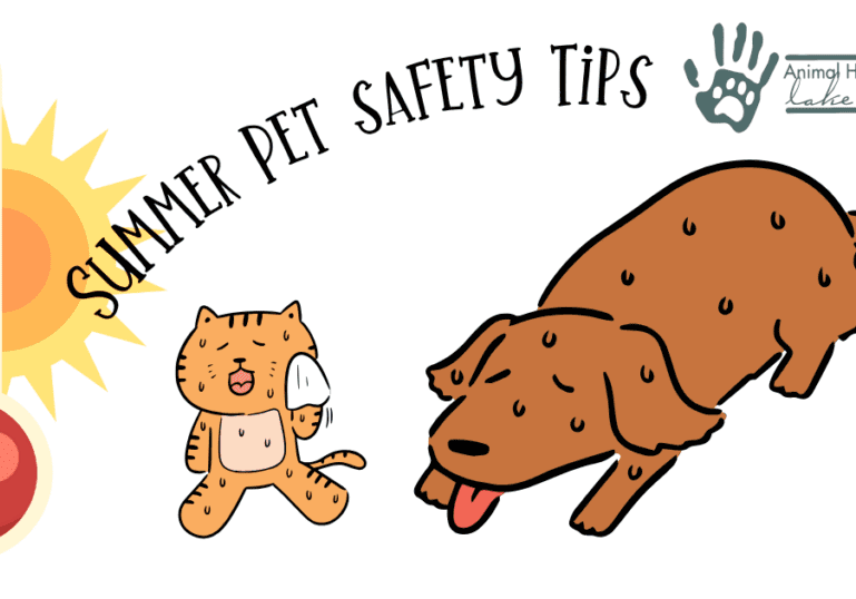 Summer Pet Safety