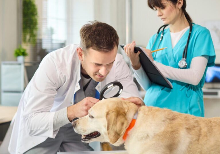 male vet using a magnifying glass to examine dog's skin while female tech takes notes behind him to try to answer "Can dogs get eczema?"