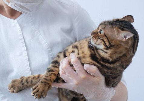 vet-holding-fearful-cat