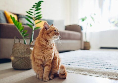 cat-sitting-in-living-room
