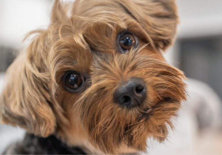 close up of small dog tilting its head at the camera