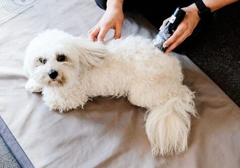 vet-performing-laser-therapy-treatment-on-bischon-dog