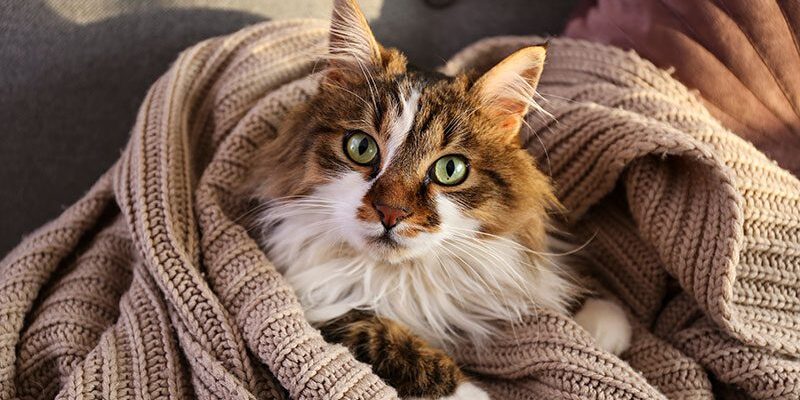 Curious Cat calico cat with green eyes curiously looking up at camera