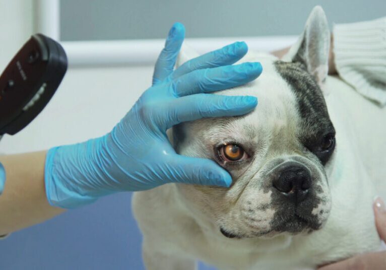 vet examining bulldog's eyes at clinic