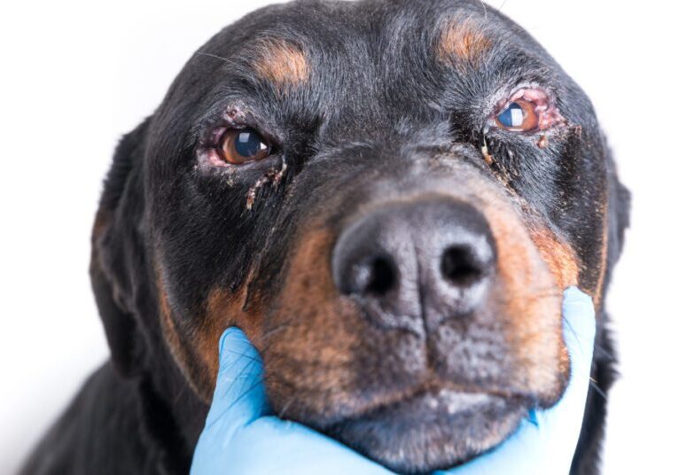 vet's gloved hand holding dog's chin to examine dog eye discharge