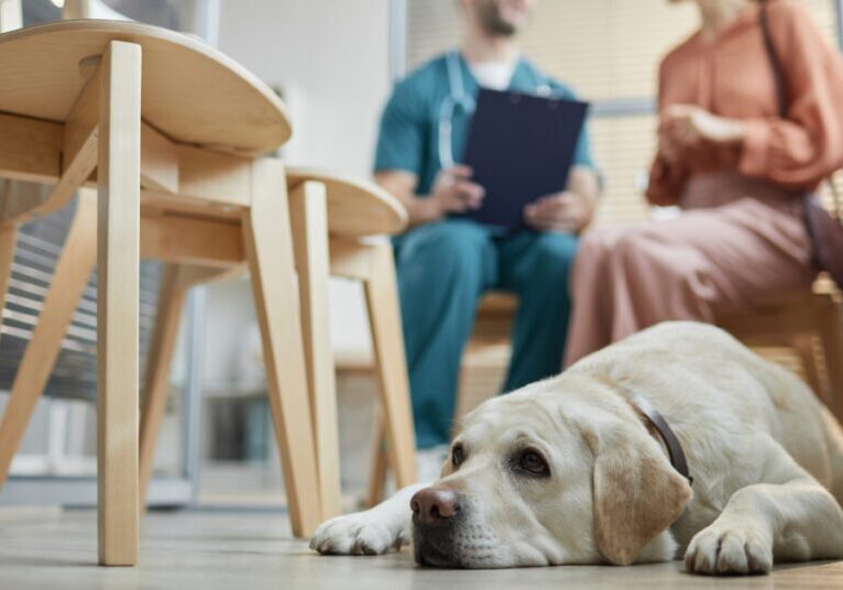 yellow labrador dog laying on the floor while female dog owner talks with male vet at clinic