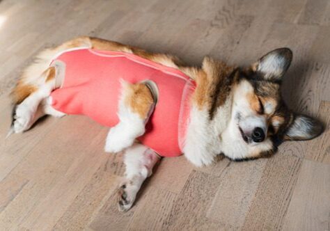 Welsh-corgi-pembroke-dog-wearing-a-protective-cloth-after-spay-surgery