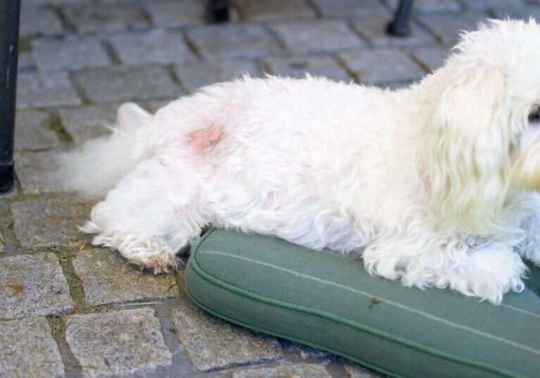 small white dog laying on a cushion with a hot spot near its tail