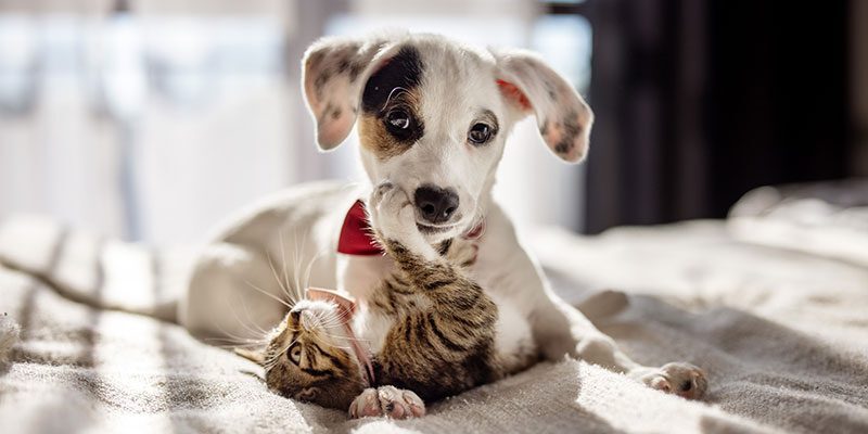 Kitten Puppy puppy and kitten playing