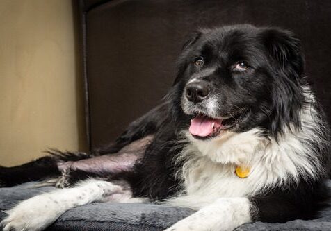 happy-dog-resting-at-home-with-shaved-leg-after-ACL-surgery