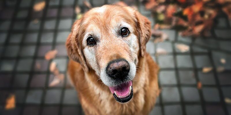 Senior Dog senior golden lab smiling up at owner