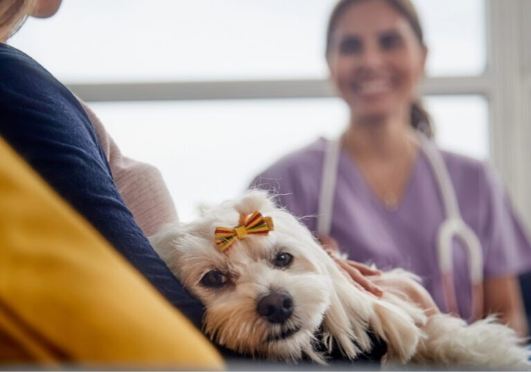 female owner holding small dog on her lap while talking with female vet at clinic