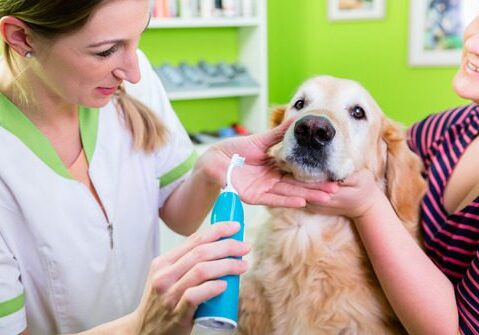 female-vet-showing-female-dog-owner-how-to-brush-golden-retriever-dog's-teeth-at-clinic