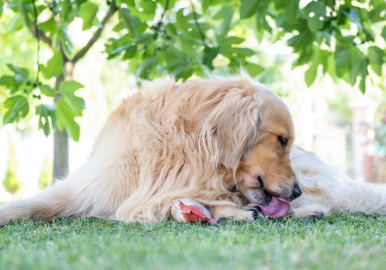 golden retriever dog laying outside in the grass while licking his paws
